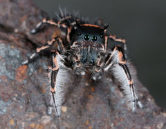 Phidippus toro