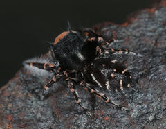Phidippus toro
