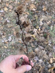 Liatris aspera