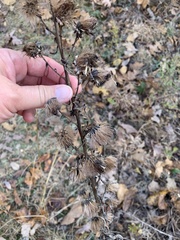 Liatris aspera