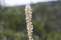Melica racemosa