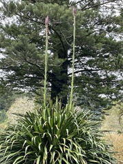 Doryanthes