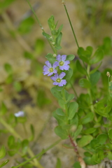 Lythrum ovalifolium