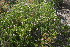 Phylica gnidioides