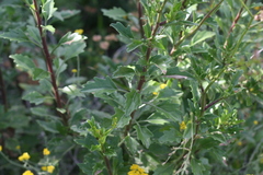 Senecio angulatus