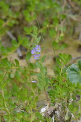 Lythrum ovalifolium