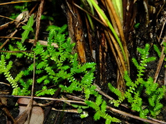 Selaginella minima