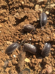 Porcellio hoffmannseggii