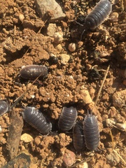 Porcellio hoffmannseggii
