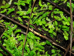 Selaginella minima