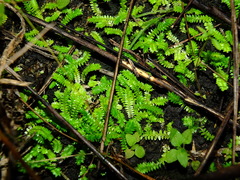 Selaginella minima