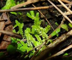 Selaginella minima