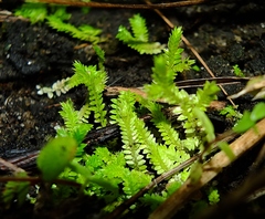 Selaginella minima