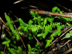 Selaginella minima