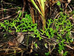 Selaginella minima