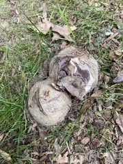 Fungi