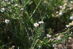 Felicia erigeroides