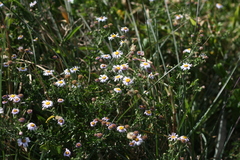 Felicia erigeroides