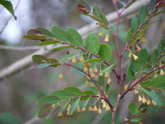 Breynia vitis-idaea