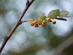 Breynia vitis-idaea