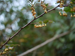 Breynia vitis-idaea