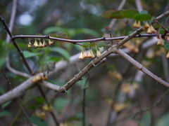 Breynia vitis-idaea