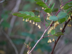 Breynia vitis-idaea