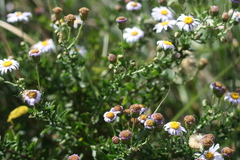Felicia erigeroides