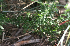 Felicia erigeroides