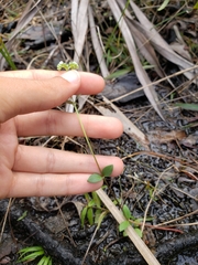 Mitreola