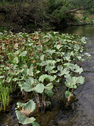 Petasites radiatus (Petasites radiatus)