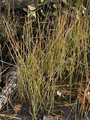 Eleocharis quadrangulata