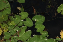 Nymphoides aquatica