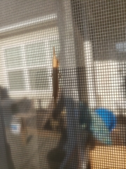 Leptysma marginicollis