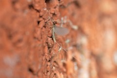 Moribaetis mimbresaurus