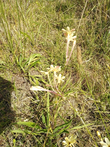 Image of Ixia paniculata by no rights reserved