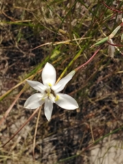 Moraea viscaria