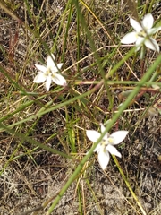 Moraea viscaria