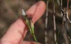 Convolvulus capensis