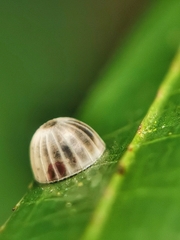 Erionota acroleuca apicalis