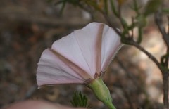 Convolvulus capensis