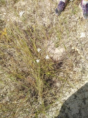 Moraea viscaria
