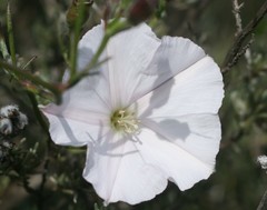 Convolvulus capensis