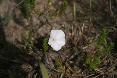 Convolvulus capensis
