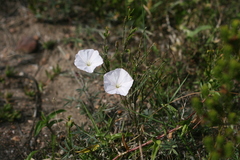 Convolvulus capensis
