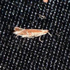 Cameraria conglomeratella