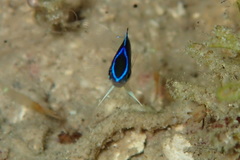 Chrysiptera rollandi