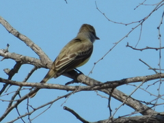 Myiarchus tyrannulus