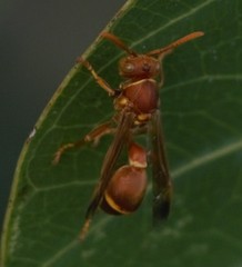 Ropalidia marginata marginata