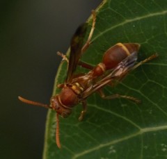 Ropalidia marginata marginata